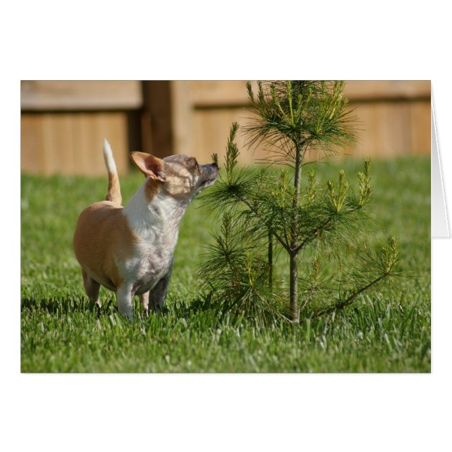 Chihuahua (Devant horizontal)