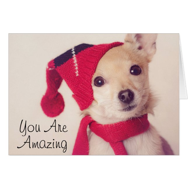 Chihuahua (Devant horizontal)