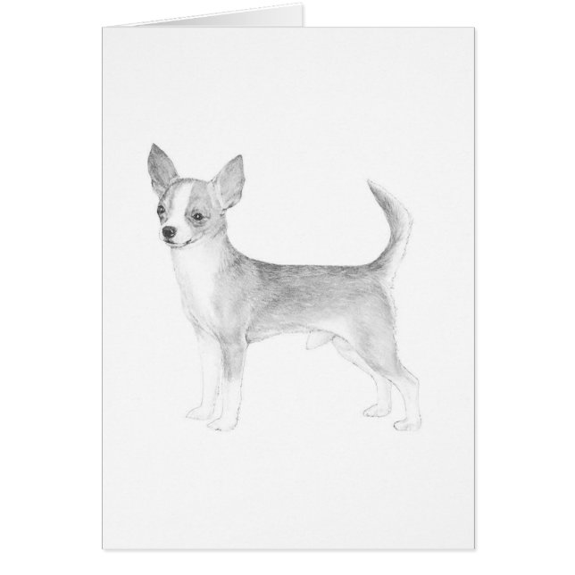 Chihuahua (Devant)