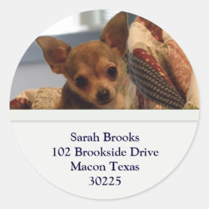 Chihuahua Adresse Stickers