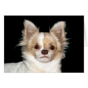 Chihuahua aux cheveux longs