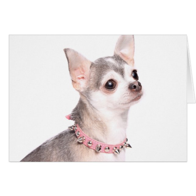 chihuahua avec col clouté rose (Devant horizontal)