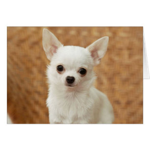 Chihuahua blanc