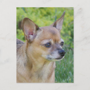 Chihuahua Briefkaart
