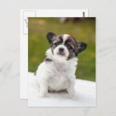 Chihuahua Briefkaart (Voorkant / Achterkant)