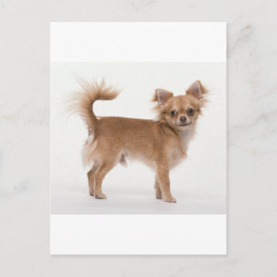 Chihuahua Briefkaart