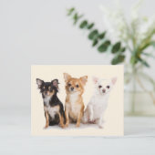 CHIHUAHUA BRIEFKAART (Staand voorkant)