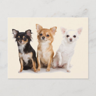 CHIHUAHUA BRIEFKAART