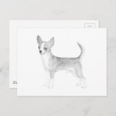 Chihuahua Briefkaart (Voorkant / Achterkant)