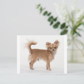 Chihuahua Briefkaart (Staand voorkant)