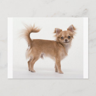 Chihuahua Briefkaart