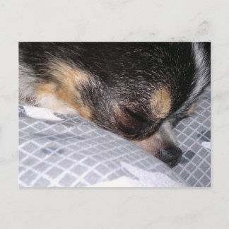 Chihuahua Briefkaart