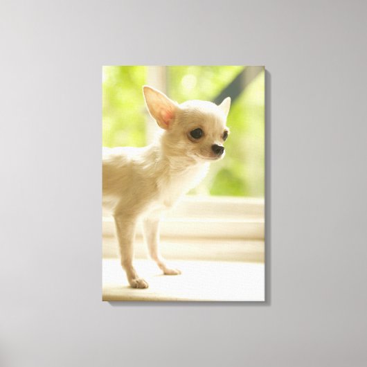 Chihuahua Canvas Afdruk (Voorkant)