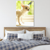 Chihuahua Canvas Afdruk (Insitu (Slaapkamer))
