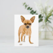 Chihuahua Chien Chien Chien Chien Vierge Carte de  (Debout devant)