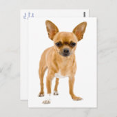 Chihuahua Chien Chien Chien Chien Vierge Carte de  (Devant / Derrière)