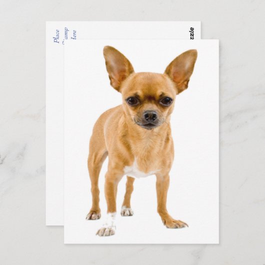 Chihuahua Chien Chien Chien Chien Vierge Carte de  (Devant / Derrière)