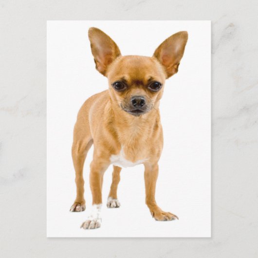 Chihuahua Chien Chien Chien Chien Vierge Carte de (Devant)