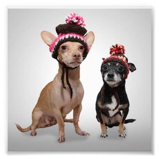 Chihuahua Chiens Avec Photo Casquette (Devant)