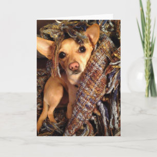 Chihuahua Chig dans la carte de voeux générale