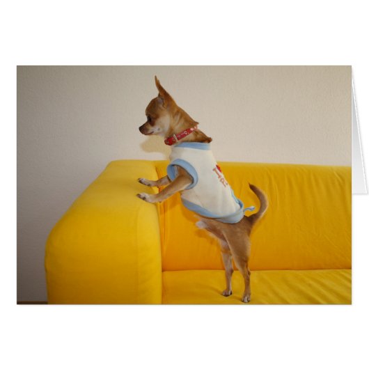 Chihuahua chiot sur le canapé jaune (Devant Horizontal)