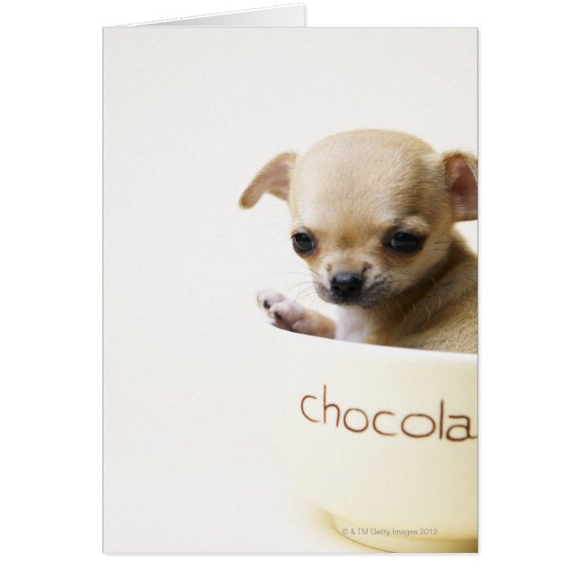 Chihuahua chippy en bol (haché) (Devant)