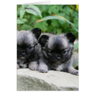 Chihuahua Chiuppies