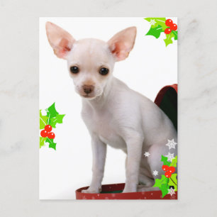 Chihuahua Christmas Briefkaart