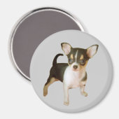 Chihuahua Cutie Magnet Magneet (Voorkant / Achterkant)