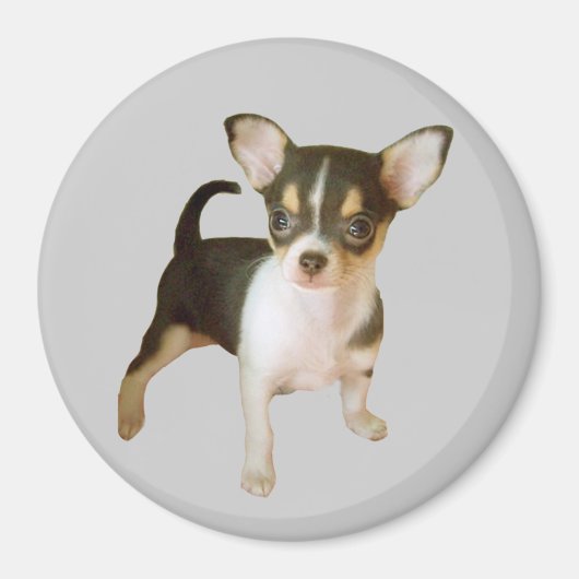 Chihuahua Cutie Magnet Magneet (Voorkant)