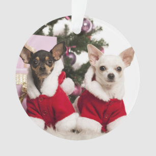 Chihuahua die een kerstpak draagt ornament