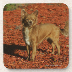 Chihuahua die naar camera kijkt bier onderzetter