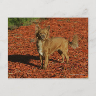 Chihuahua die naar camera kijkt briefkaart