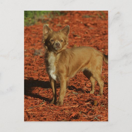 Chihuahua die naar camera kijkt briefkaart (Voorkant)