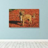 Chihuahua die naar camera kijkt canvas afdruk (Insitu (Houten vloer))