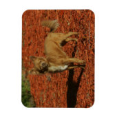 Chihuahua die naar camera kijkt magneet (Verticaal)