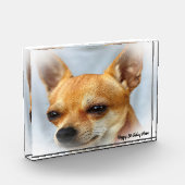 Chihuahua Dog. Fotoblokken (Links)