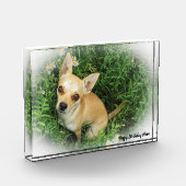 Chihuahua Dog. Fotoblokken (Links)