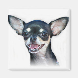 Chihuahua dog Magnet Magneet