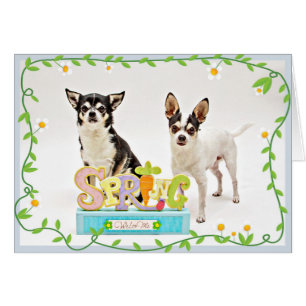 Chihuahua du printemps