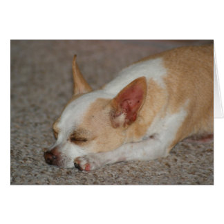 Chihuahua endormi