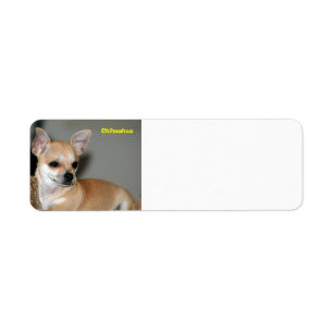 Chihuahua Etiket