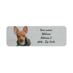 Chihuahua Etiket