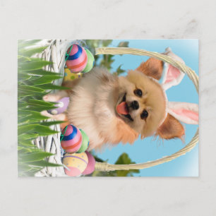 Chihuahua Gelukkige Paasgeschenken Feestdagenkaart