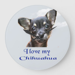 Chihuahua Grote Klok