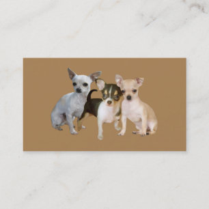 Chihuahua Happy Trio Breeder Visitekaartje
