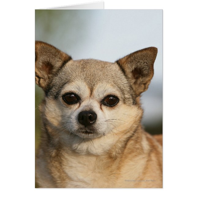 Chihuahua Headshot (Voorkant)