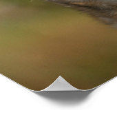 Chihuahua Headshot Poster (Hoek)