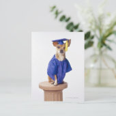 Chihuahua hond met afstuderen uniform, studio aankondigingskaart (Staand voorkant)