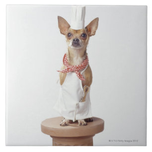 Chihuahua-hond met chef-kok-witten, studioshot tegeltje